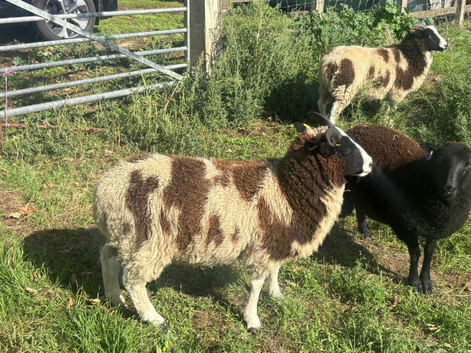 Two horn jacob lambs