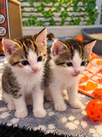 Kittens