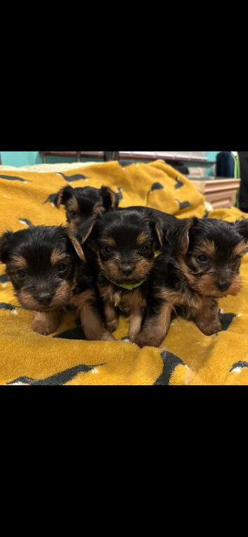 4 Stunning Miniature Yorkshire terrier puppies