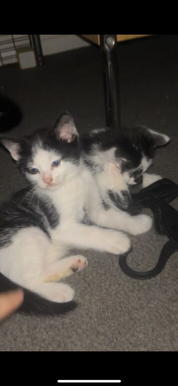 4 lovely kittens
