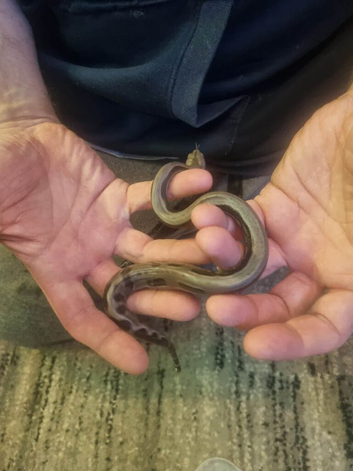 Stunning baby boas