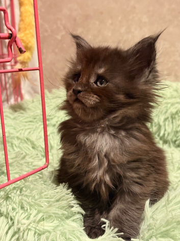 GCCF MAINE COON KITTENS