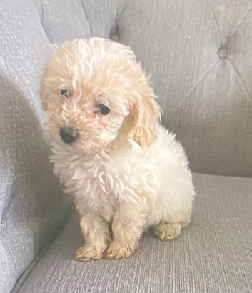 Female toy poodle
