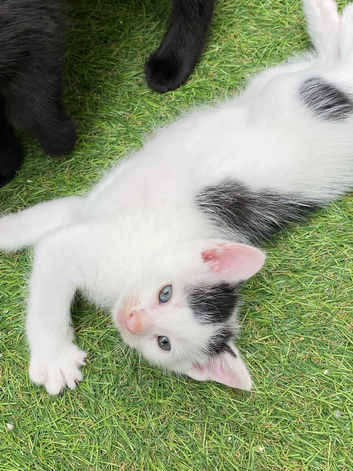 Kittens ready now to loving indoor homes only