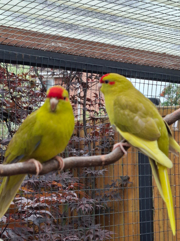 Young Kakarikis