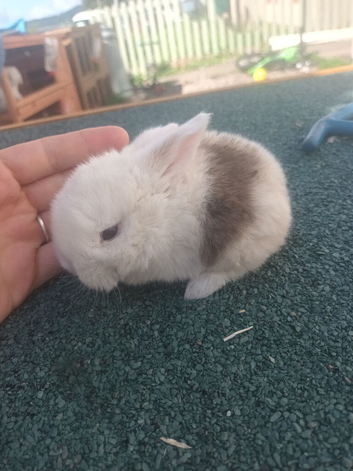 Baby mini lops resdy In October