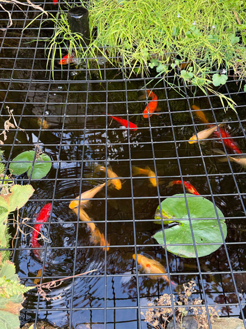 Clearing out pond - sell all together