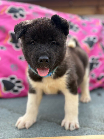 Quality KC registered American Akita Puppies