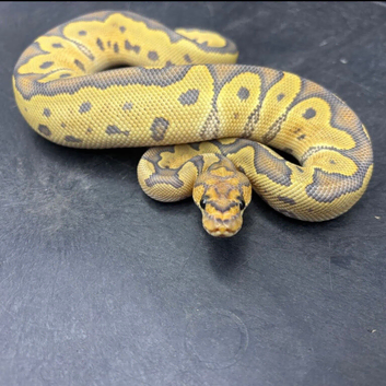 Cypress leopard hypo clown male