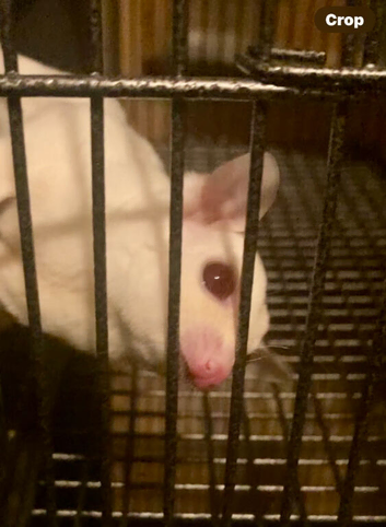 Ruby red eye baby sugar gliders