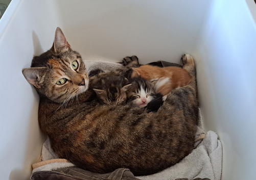 5 cute little kitties