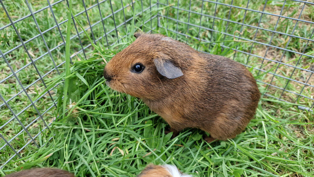 Last California x brothers Guinea pigs, ip3