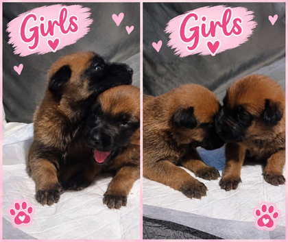 Belgian Malinois Puppies &ndash; 4 Girls & 3 Boys