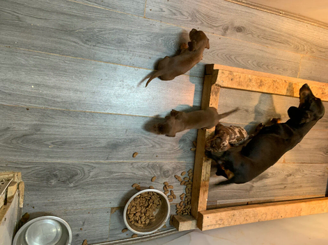 Stunning dachshunds ready to leave soon