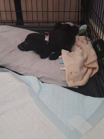 Honey is needing a home