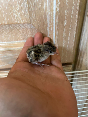 Californian quail chicks