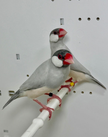 Proven pair of silver java sparrow for sale