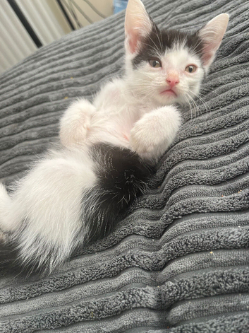 Kittens for sale