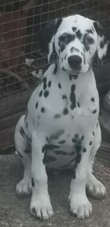 Stunning Dalmatian girl for sale