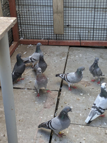 Figuritas