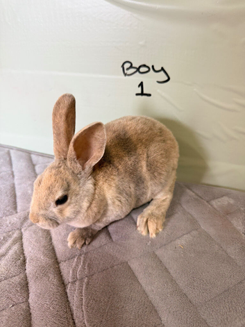 Mini Rex bunnies
