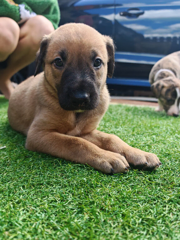 Stunning litter of very well bred lurchers!