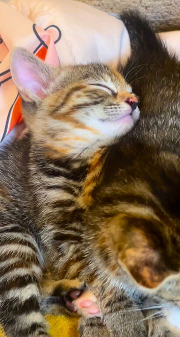 Last Tabby Kitten available
