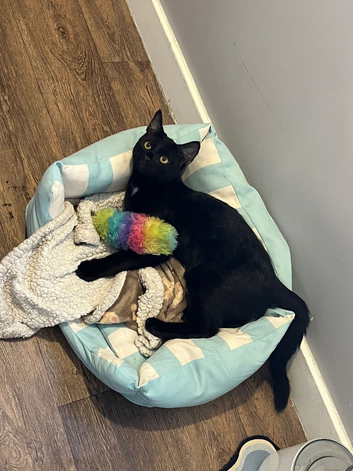 Kitten and stuff