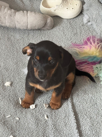 Dachound x