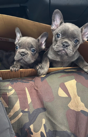Blue frenchie pups big rope genetics