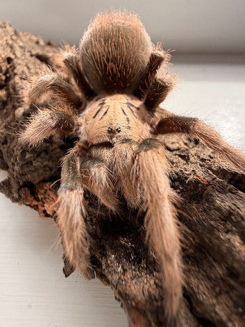 Tarantulas