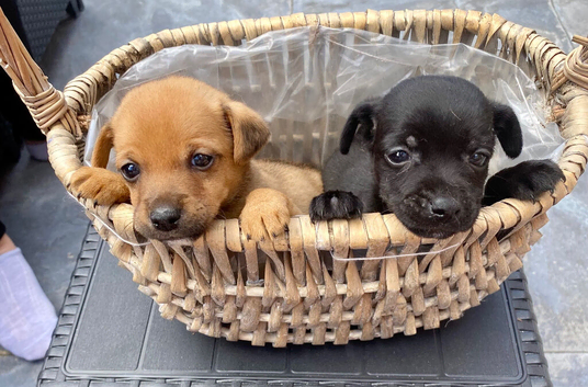 Jack russel puppies