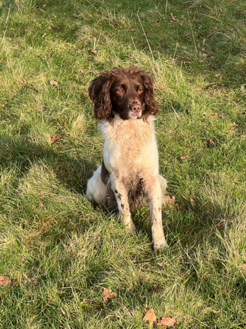 Retirement Home Sought for Loyal English Springer Spaniel