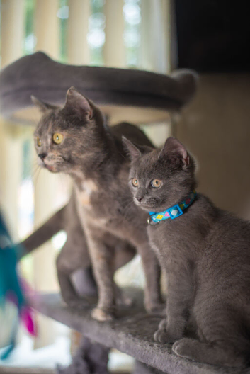 British shorthair kittens