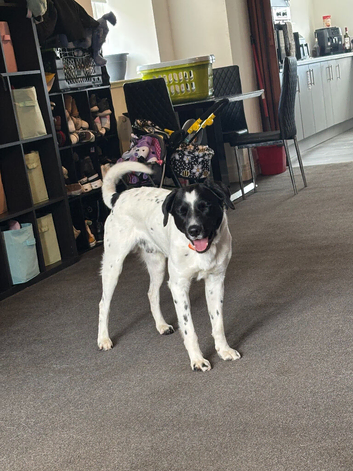 Collie cross