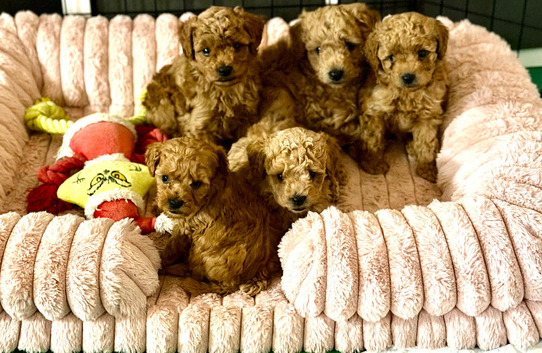 Stunning toy poodles