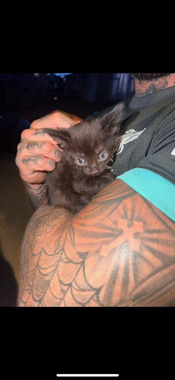 5 beautiful kittens available now