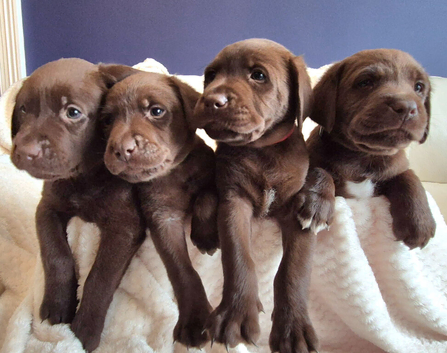 Exceptional KC Reg Chocolate Labrador Puppies