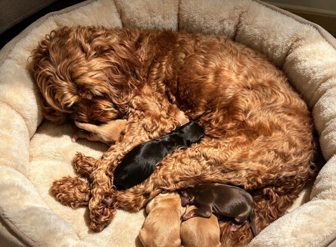 F1 Cockerpoo puppies