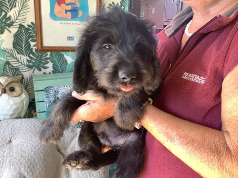 Toy Labradoodles