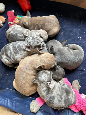 DNA Health Tested French Bulldog Puppies