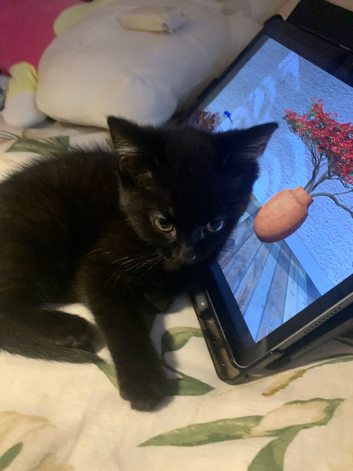 1 beautiful kitten left ready to leave