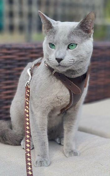 Pure Russian Blue kittens looking new home