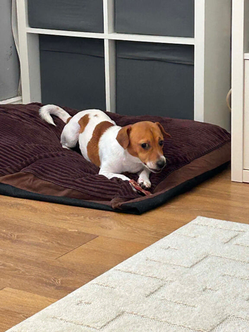 Jack Russell