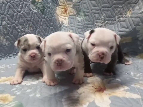 Oldeenglishbulldogs O.E.B