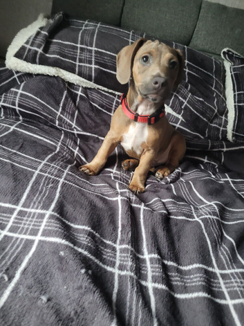 Dachshund