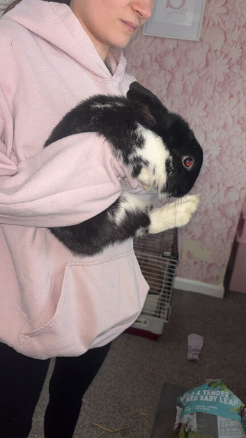 Gorgeous male bunny ready for his forever home