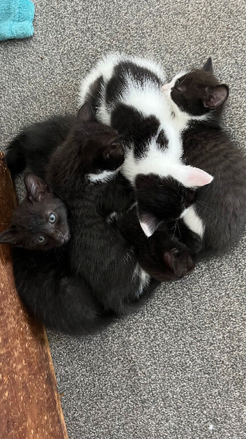 5 Beautiful kittens for sale