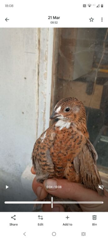 Pol cortunix quails