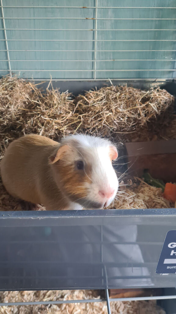 Loving male guinea pig